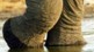 aelephant.jpg