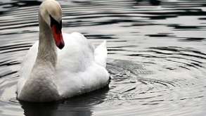 Swan swimming