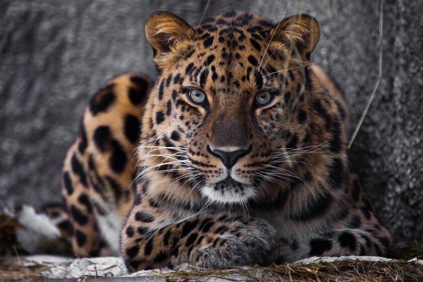 SFTRbigcat