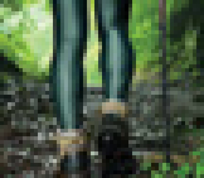 woods-puff.jpg