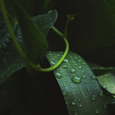esg