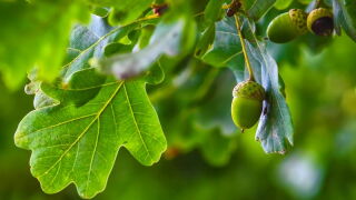 acorn.jpeg