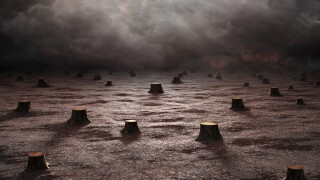 Deforested landscape 