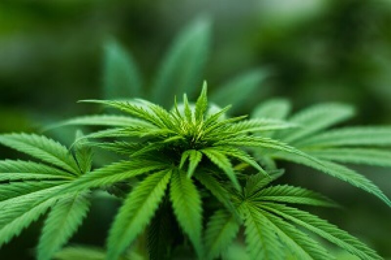 Cannabis close up