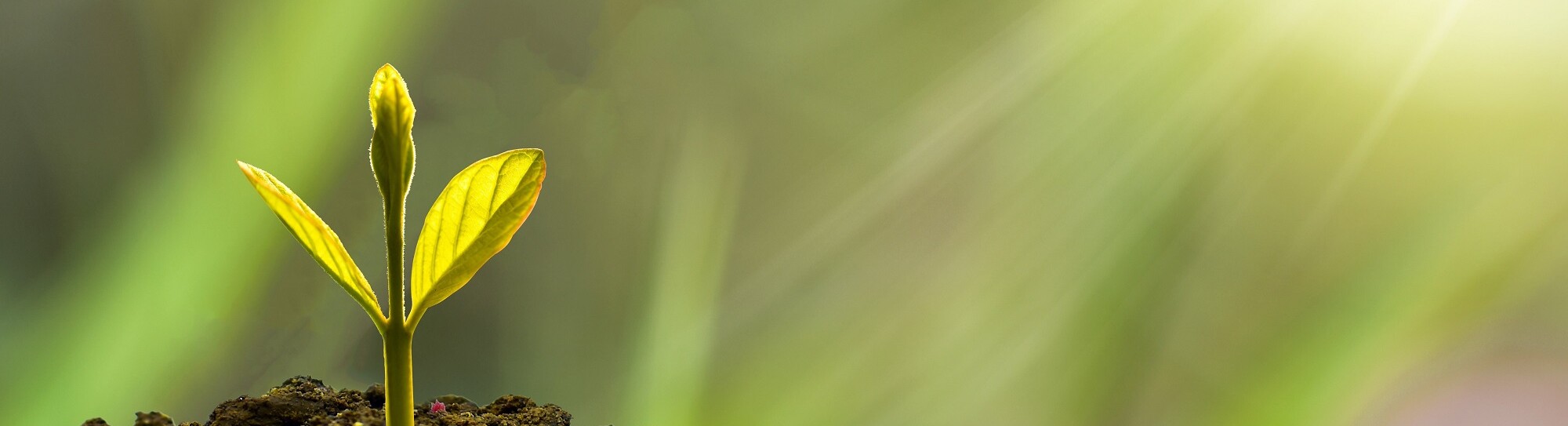 IFLR FDI Editorial Image.jpg