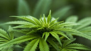Cannabis could remedy budget gaps