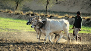 cow-tax.jpg