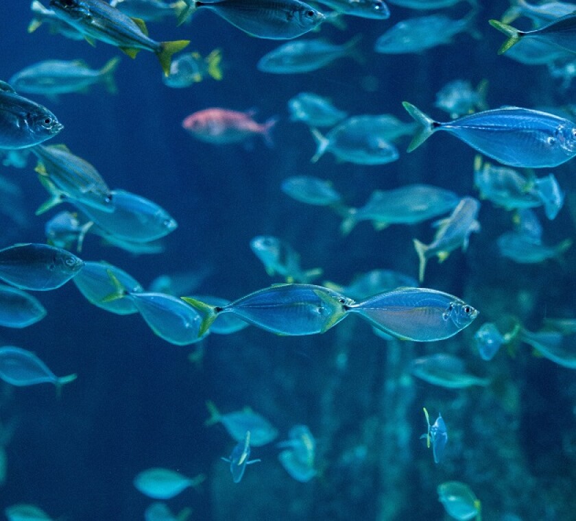 Changes introduced for overseas investment in certain New Zealand-based assets