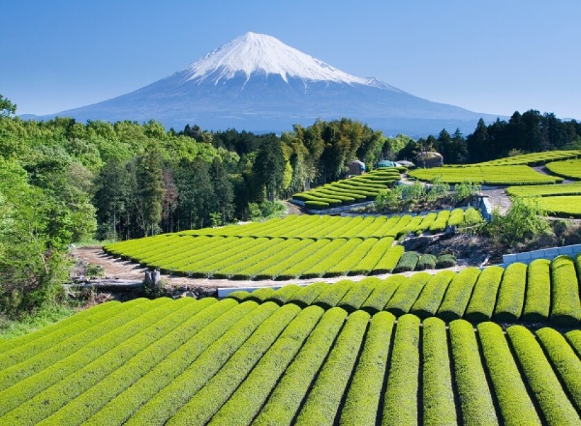 Green tea Fields IV