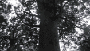 kauri-tree.gif