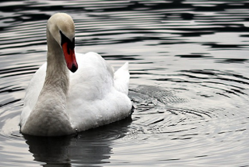 Swan swimming