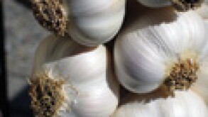 garlic.jpg