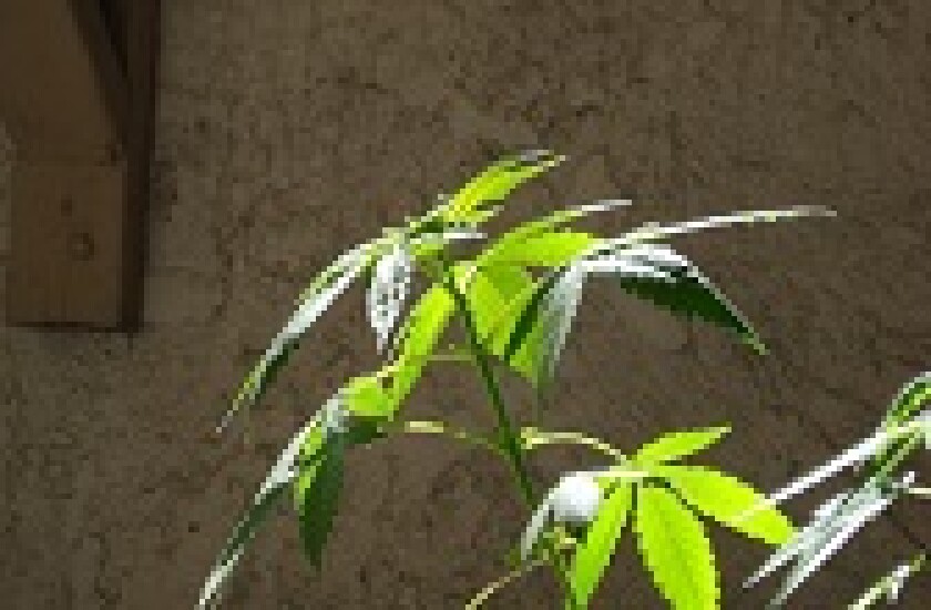 Cannabis 168