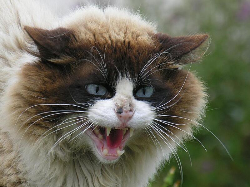 cat20picture.jpg