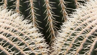 Mexico's digital VAT will be a prickly issue for multinationals