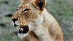 Companies prepare to take on the KRA