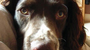 blue-box-dog.jpg