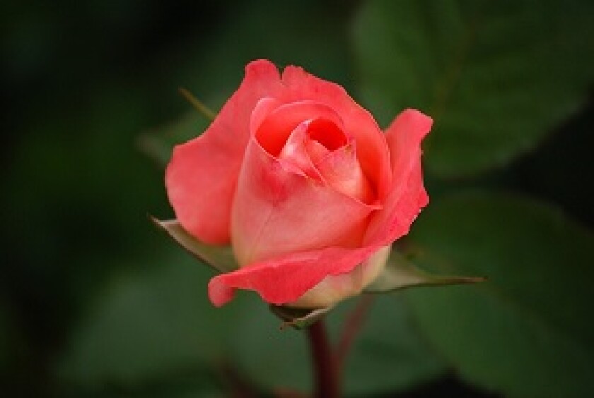 Hybrid rose