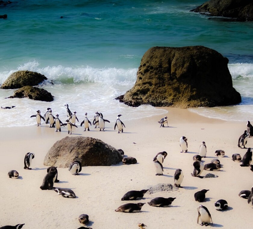 Andersen Global expands to South Africa