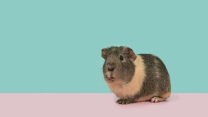 guineapig