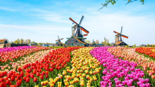tulips.jpeg