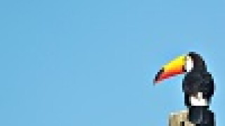 Toucan