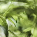 weed.jpg