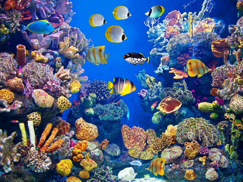 Colorful and vibrant aquarium life