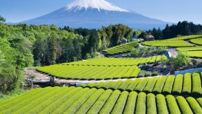 Green tea Fields IV