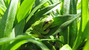 little green frog on the green grass