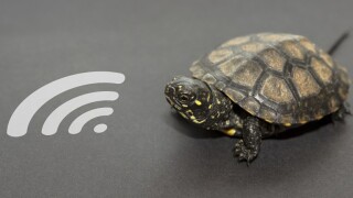 Taxpayers see a slowdown in APA negotiations and lower tax certainty ahead