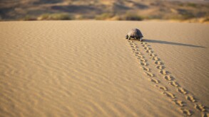 The Path of Turtle