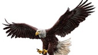Bald head eagle