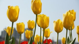 tulip-7120784.jpg