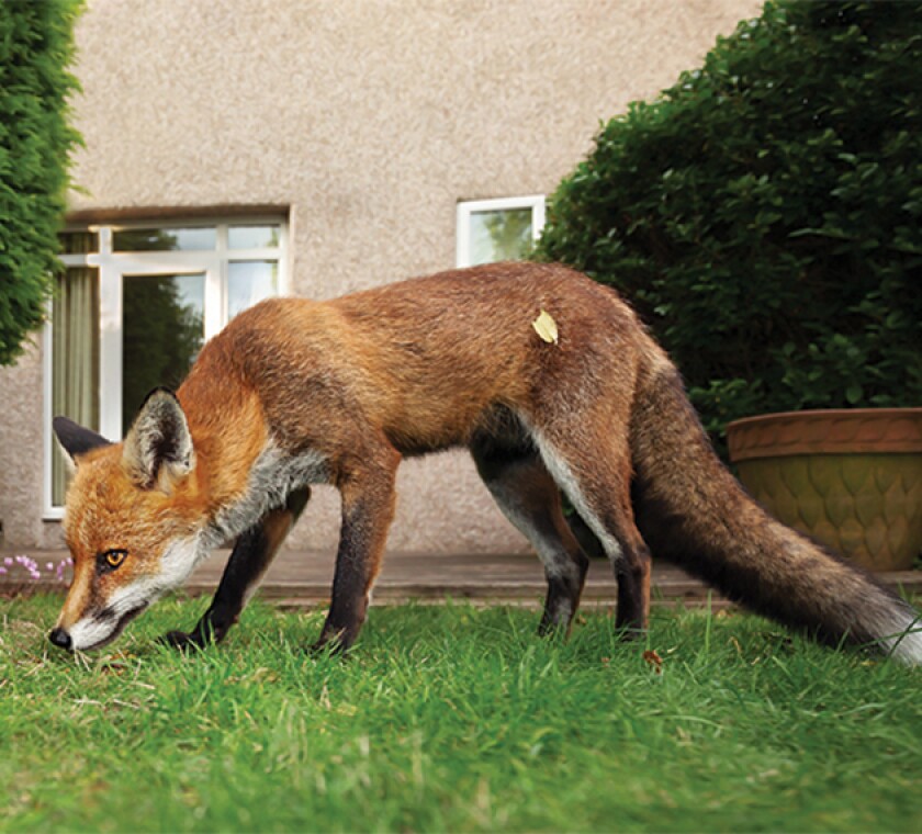 Fox denies it is an urban pest
