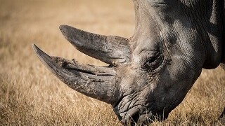 Rhino