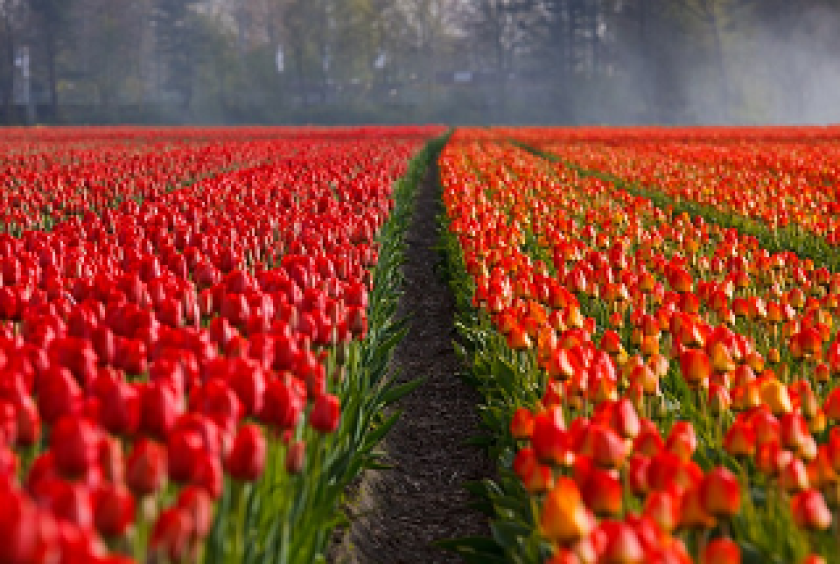 Tulip farm