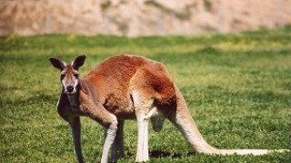 redkangaroo.jpg