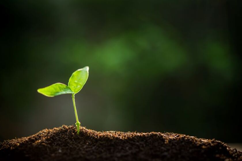 sapling.jpeg