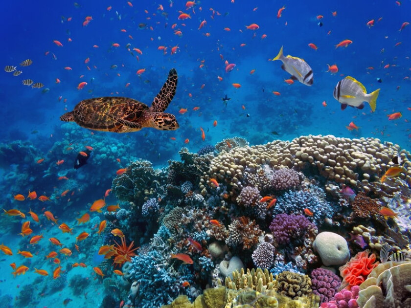 biodiversity.jpg
