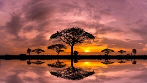 Panorama silhouette tree and Mountain with sunset.Tree silhouett