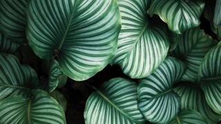 green taxonomy